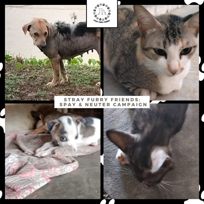 A collage of cats and dogsDescription automatically generated