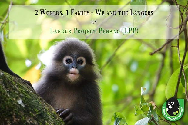 Langur Project Penang (LPP)