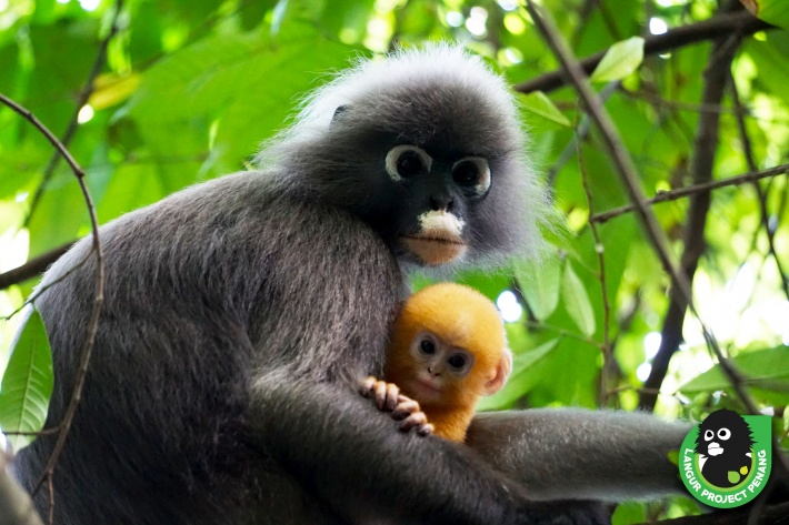 An alpha male dusky langur (left) and an infant langur (right). 