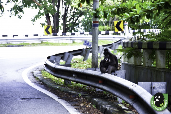 Langurs living at habitat edges, facing threats by the roads