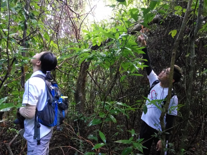 Observing and collecting data on the langurs' ecology and behaviour